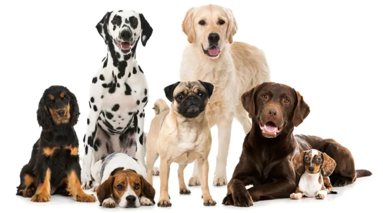 Transform Your Canine Companion with TrainPetDog