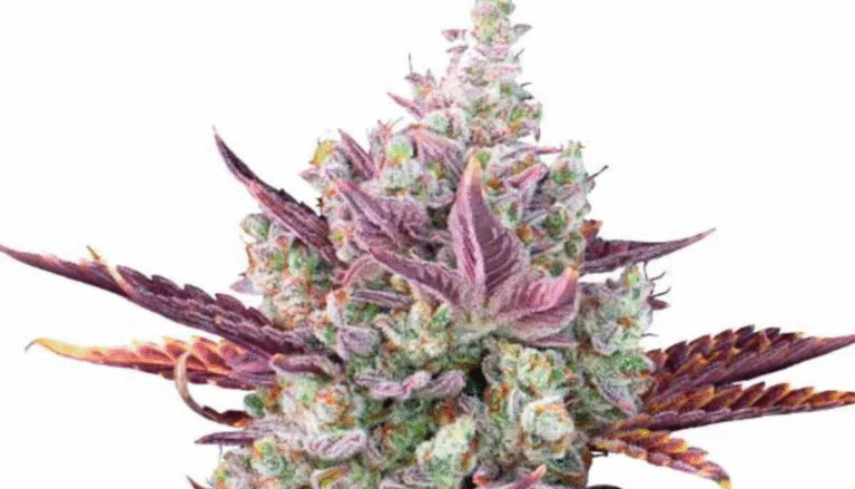 How Blimburn Seeds Is Preserving Cannabis Genetics for Future Generations