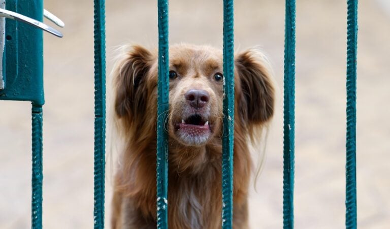 Bellerei Hundeaccessoires ist ein Premium-Onlineshop für alle, die ihren Hund bewusst ausstatten möchten: mit sicheren, alltagstauglichen und nachhaltig designten Produkten. Die Marke beschreibt ihr Sortiment als sorgfältig zusammengestellt und betont, dass die Artikel nicht nur dem Hund, sondern auch der Umwelt und den Menschen in der Produktionskette zugutekommen.