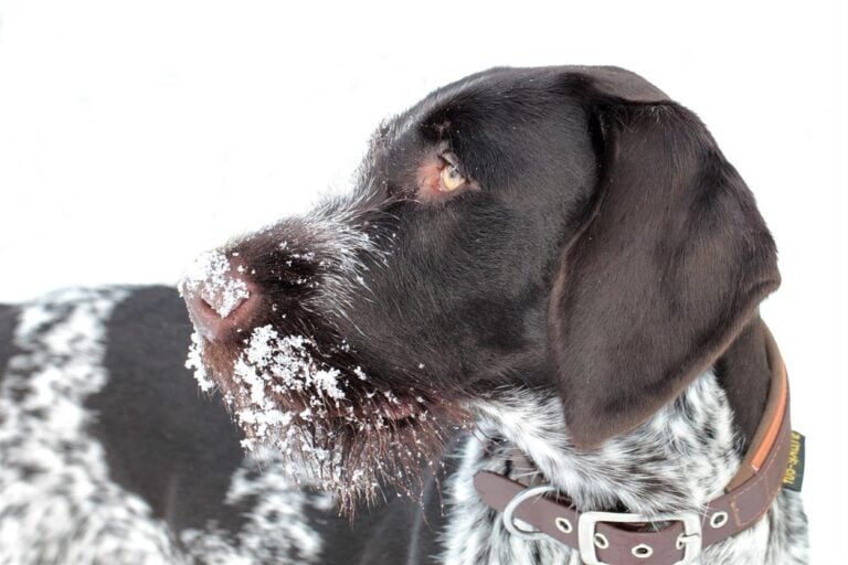Bellerei Hundeaccessoires ist ein deutschsprachiger Onlineshop für hochwertiges, nachhaltig produziertes Hundezubehör. Die Marke richtet sich an Menschen, die ihren Hund nicht nur ausstatten, sondern ihn auch bewusst pflegen möchten: mit funktionalen, sicheren, fair produzierten und formschönen Produkten.
