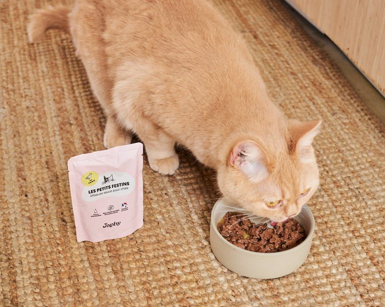 Comment mieux observer les habitudes alimentaires d’un chat