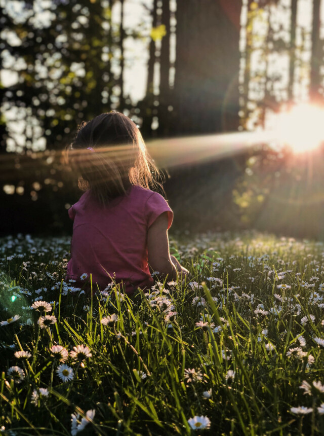 Child in purple shirt sitting in meadow of white daisies at sunset